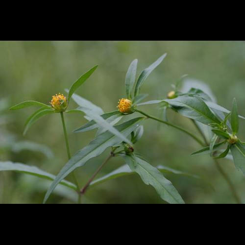 Bidens connata © NAWROT O.
