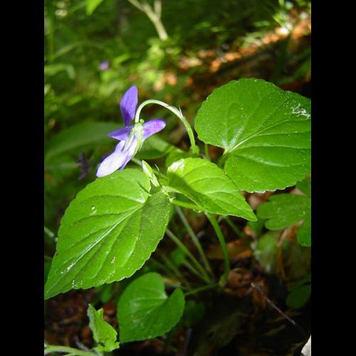 Viola reichenbachiana © NICOLAS S.