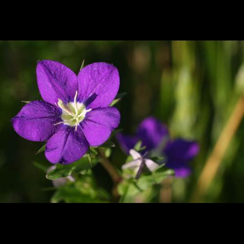 Legousia speculum-veneris © CLOITRE F.