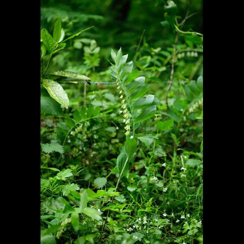 Polygonatum multiflorum &copy; DESCHEEMACKER A.