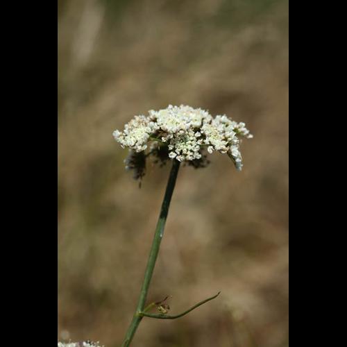 Oenanthe pimpinelloides &copy; DESCHEEMACKER A.