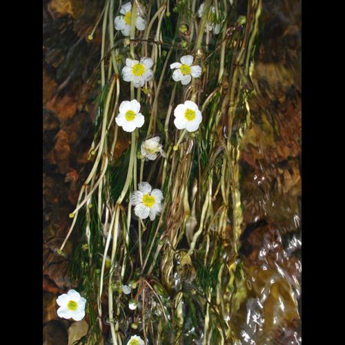 Ranunculus gr. fluitans &copy; NICOLAS S.