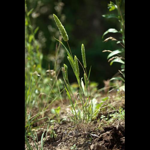 Rostraria cristata © DESCHEEMACKER A.