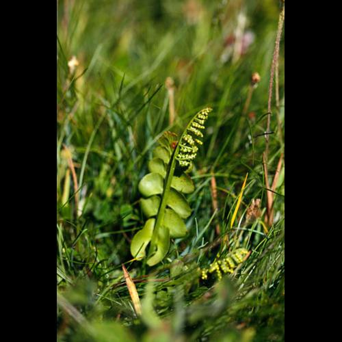 Botrychium lunaria © DESCHEEMACKER A.