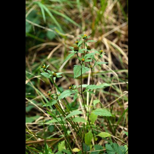 Bidens tripartita © DESCHEEMACKER A.