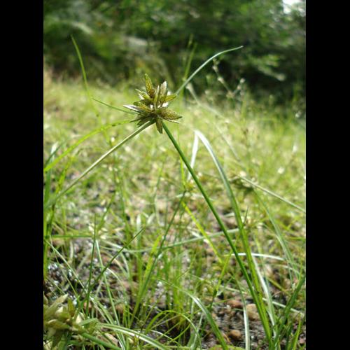 Pycreus flavescens &copy; NICOLAS S.