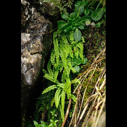 Asplenium viride &copy; DESCHEEMACKER A.