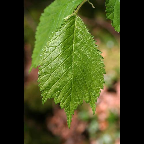 Ulmus glabra © CLOITRE F.