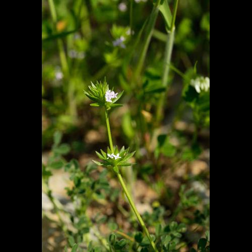 Sherardia arvensis © DESCHEEMACKER A.