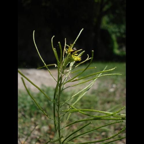 Sisymbrium irio © NICOLAS S.