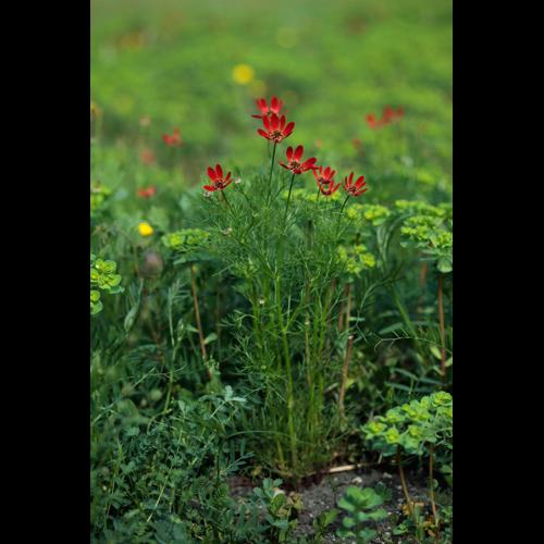 Adonis flammea © DESCHEEMACKER A.