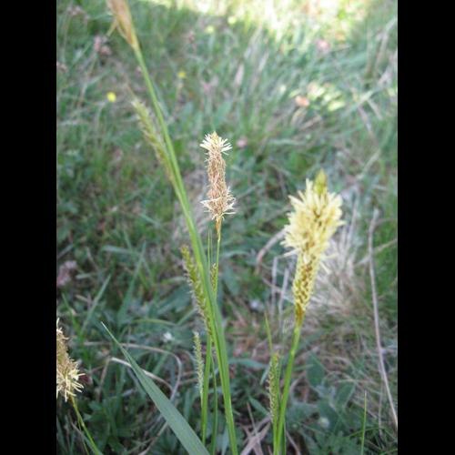 Carex laevigata © CHABROL L.