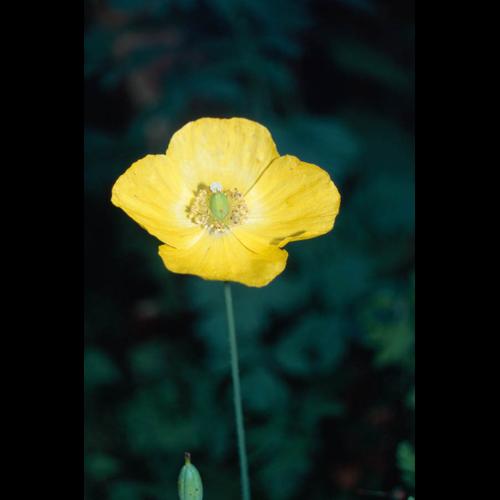 Meconopsis cambrica © GRAVELAT B.