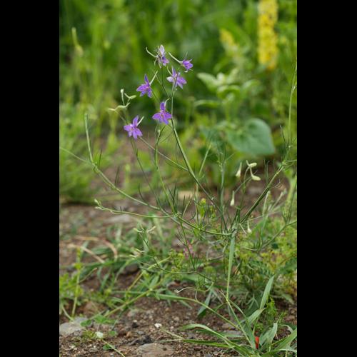 Consolida regalis &copy; DESCHEEMACKER A.