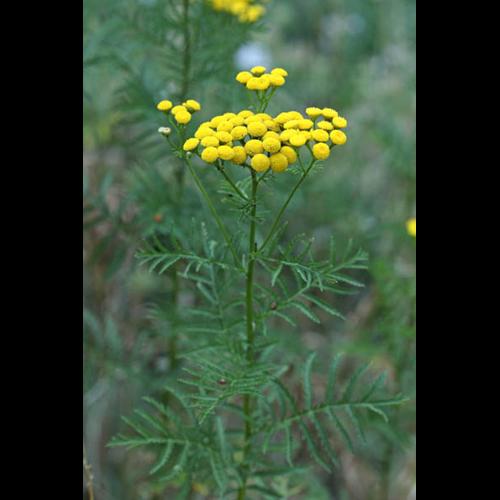 Tanacetum vulgare © DESCHEEMACKER A.