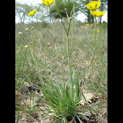 Ranunculus gramineus &copy; NICOLAS S.