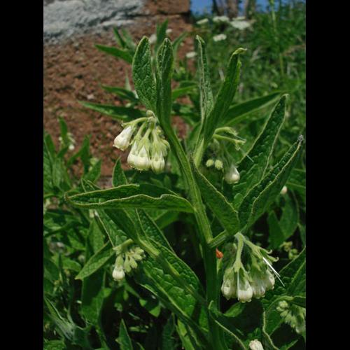 Symphytum officinale &copy; NICOLAS S.