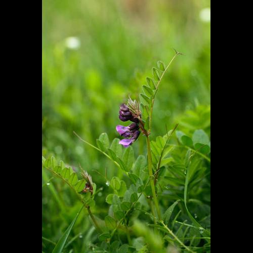 Vicia sepium © DESCHEEMACKER A.