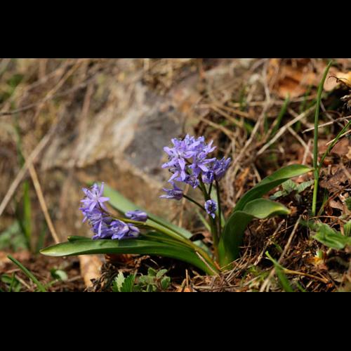 Scilla bifolia © DESCHEEMACKER A.