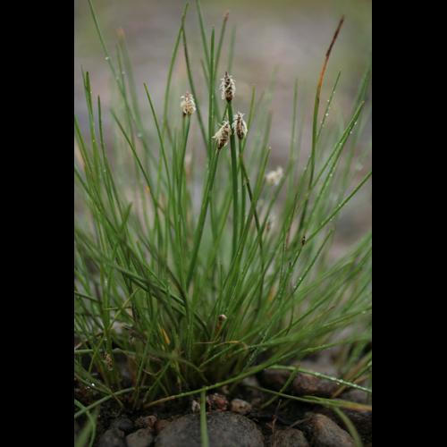 Eleocharis palustris &copy; NAWROT O.