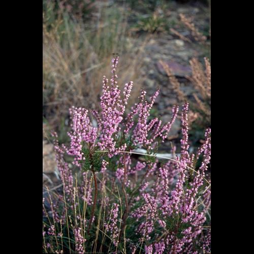 Calluna vulgaris © CHOISNET G.