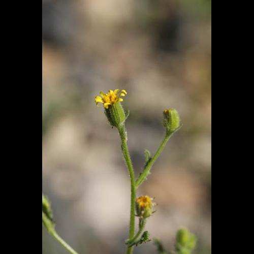 Senecio viscosus © DESCHEEMACKER A.