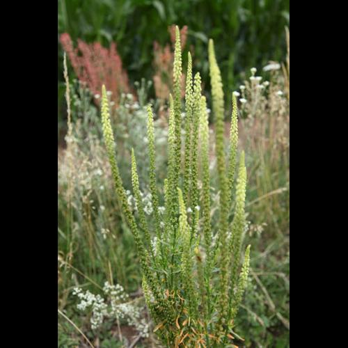 Reseda luteola &copy; DESCHEEMACKER A.