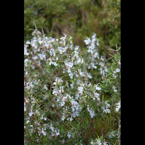 Rosmarinus officinalis © DESCHEEMACKER A.