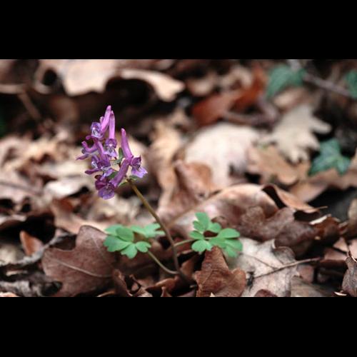 Corydalis solida © DESCHEEMACKER A.