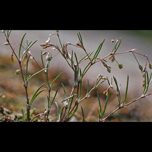 Spergularia segetalis © NAWROT O.