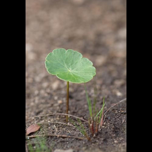 Hydrocotyle vulgaris © PERERA S.