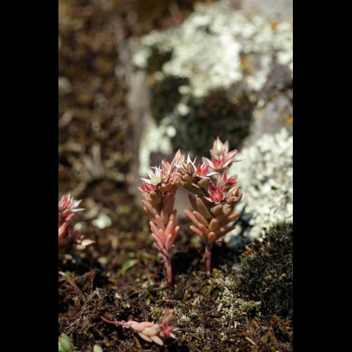 Sedum rubens © DESCHEEMACKER A.