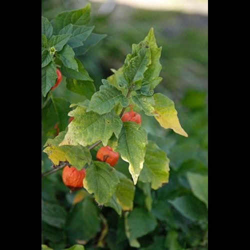 Physalis alkekengi © DESCHEEMACKER A.