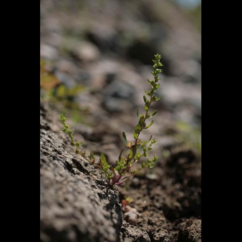 Veronica peregrina &copy; NAWROT O.