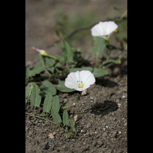 Convolvulus arvensis © DESCHEEMACKER A.