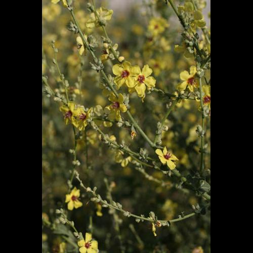 Verbascum sinuatum inflo © NAWROT O.