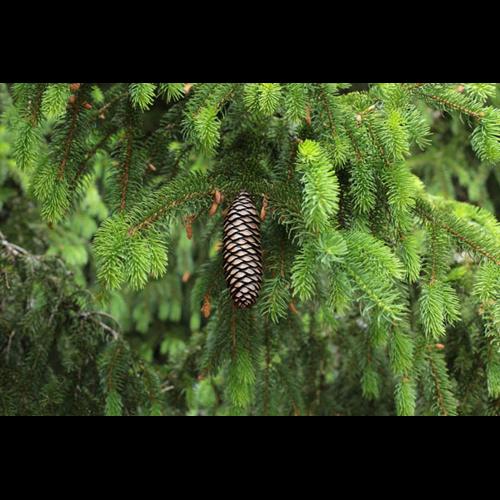 Picea abies © DESCHEEMACKER A.