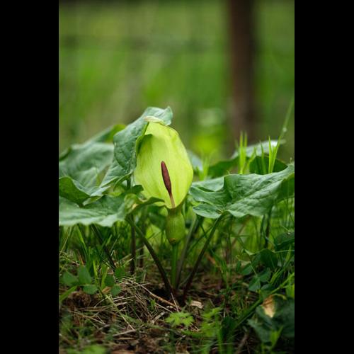 Arum maculatum © DESCHEEMACKER A.