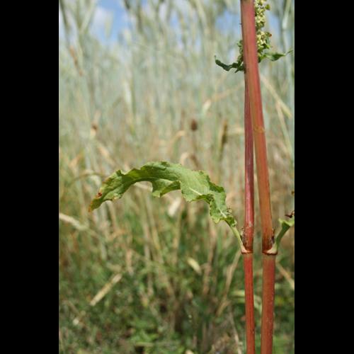 Rumex crispus © DESCHEEMACKER A.