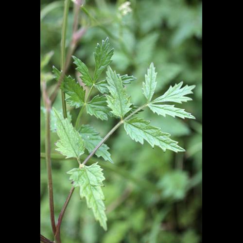 Pimpinella major flle © NAWROT O.