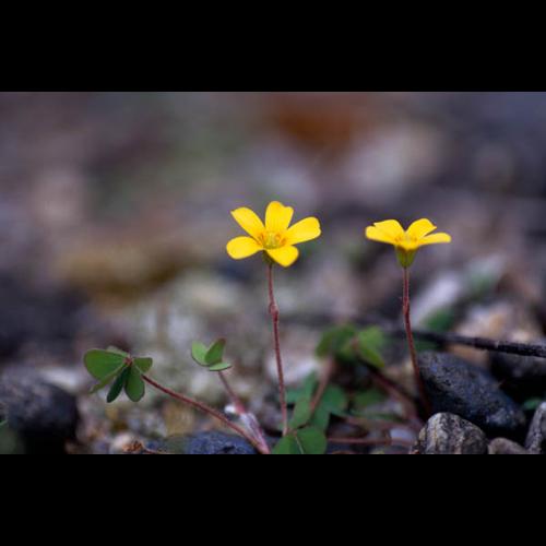Oxalis corniculata &copy; GRAVELAT B.