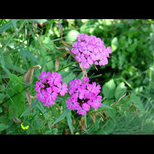 Dianthus barbatus © CHABROL L.