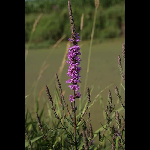Lythrum salicaria © NAWROT O.