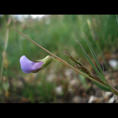Lathyrus angulatus &copy; NICOLAS S.