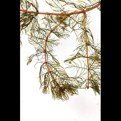 Myriophyllum spicatum &copy; DESCHEEMACKER A.