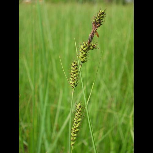 Carex hartmanii &copy; GUILLERME N.