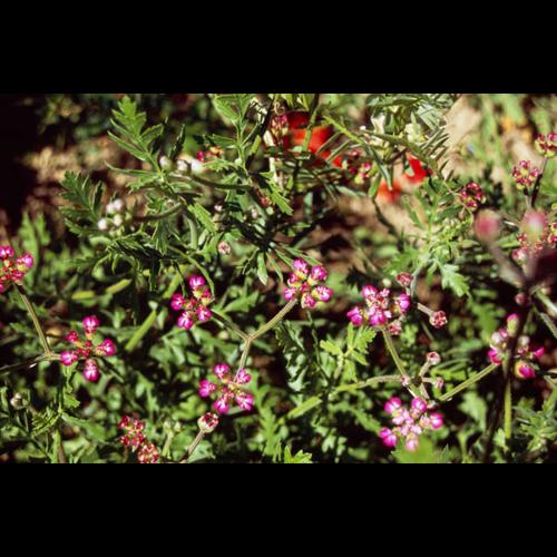 Turgenia latifolia LE © GUEN M.