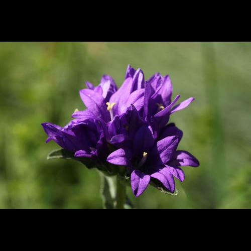 Campanula glomerata &copy; DESCHEEMACKER A.