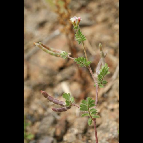 Ornithopus perpusillus © DESCHEEMACKER A.