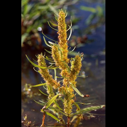 Rumex maritimus &copy; OLIVIER L.